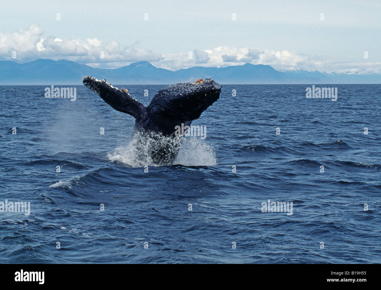 USA, Alaska, Frederick Sound. Buckelwal (Impressionen Novaeangliae) verletzen. Stockfoto