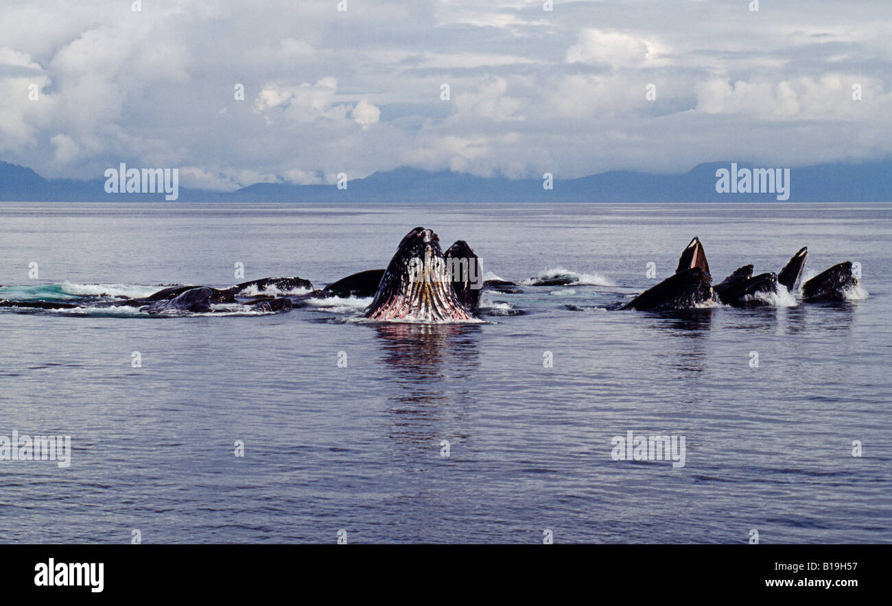 USA, Alaska, Frederick Sound. Buckelwale (Impressionen Novaeangliae) illustriert die Blase net Fütterung Technik. Stockfoto
