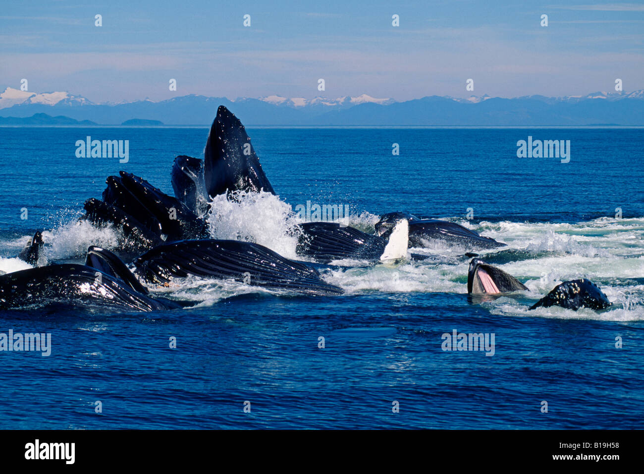 USA, Alaska, Frederick Sound. Buckelwale (Impressionen Novaeangliae) illustriert die Blase net Fütterung Technik. Stockfoto