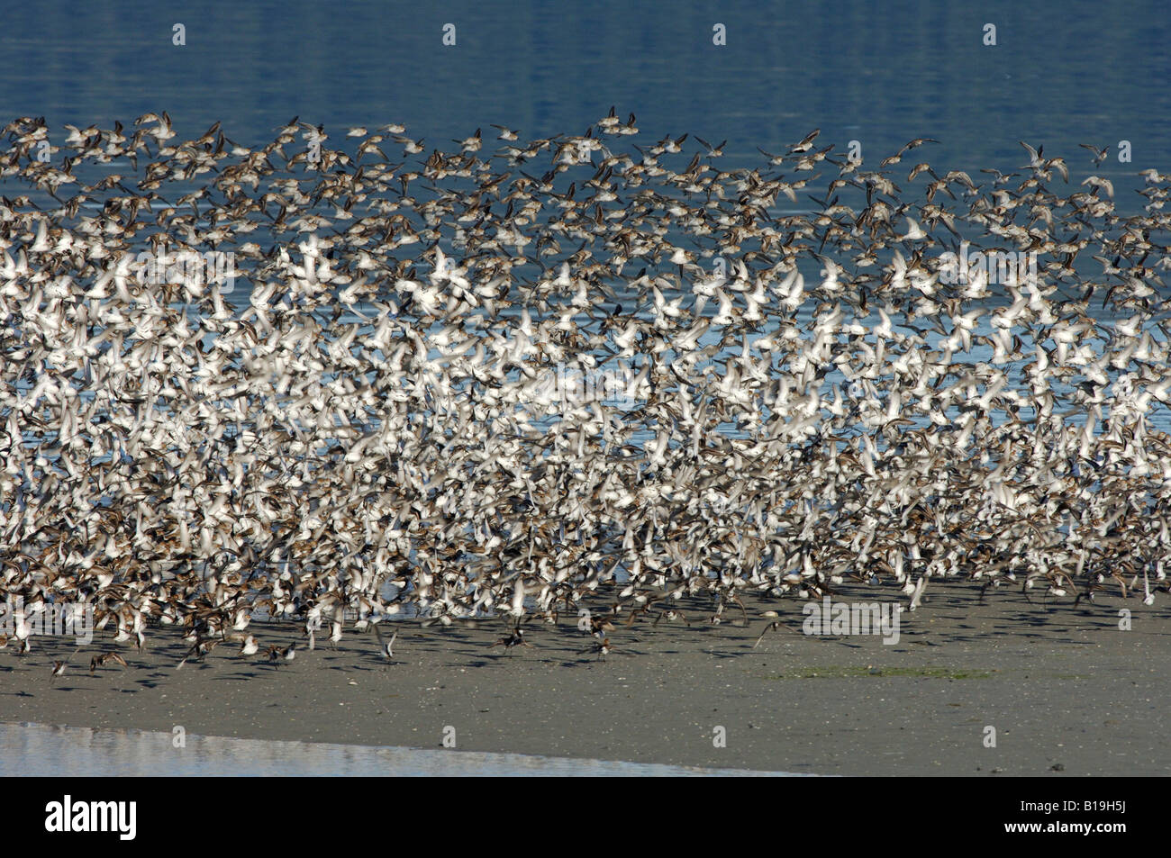 USA, Alaska Copper River Delta. Western Strandläufer (Calidris Mauri) und Alpenstrandläufer (Calidris Alpina), im Frühjahr. Stockfoto