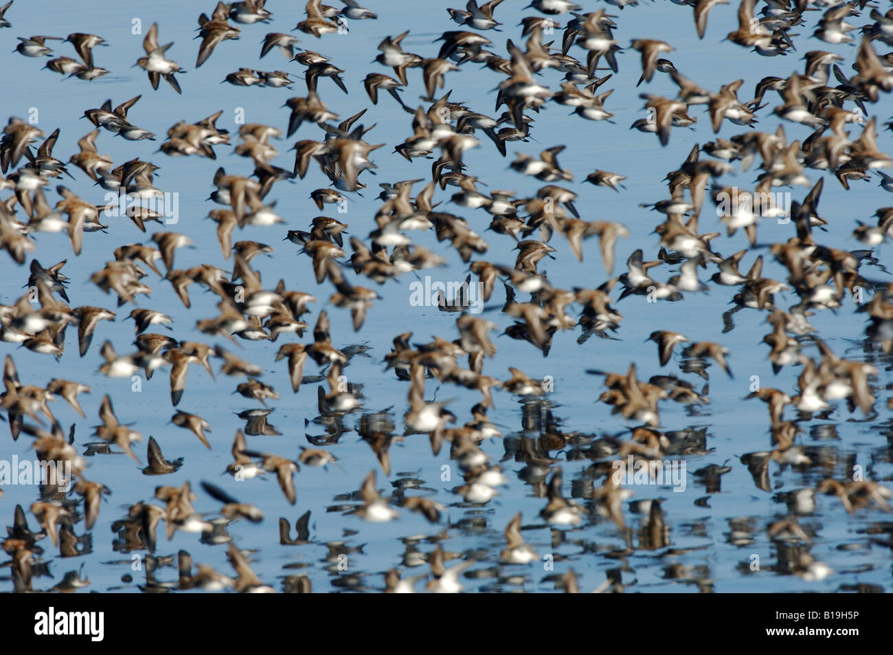 USA, Alaska Copper River Delta. Western Strandläufer (Calidris Mauri) und Alpenstrandläufer (Calidris Alpina), im Frühjahr. Stockfoto