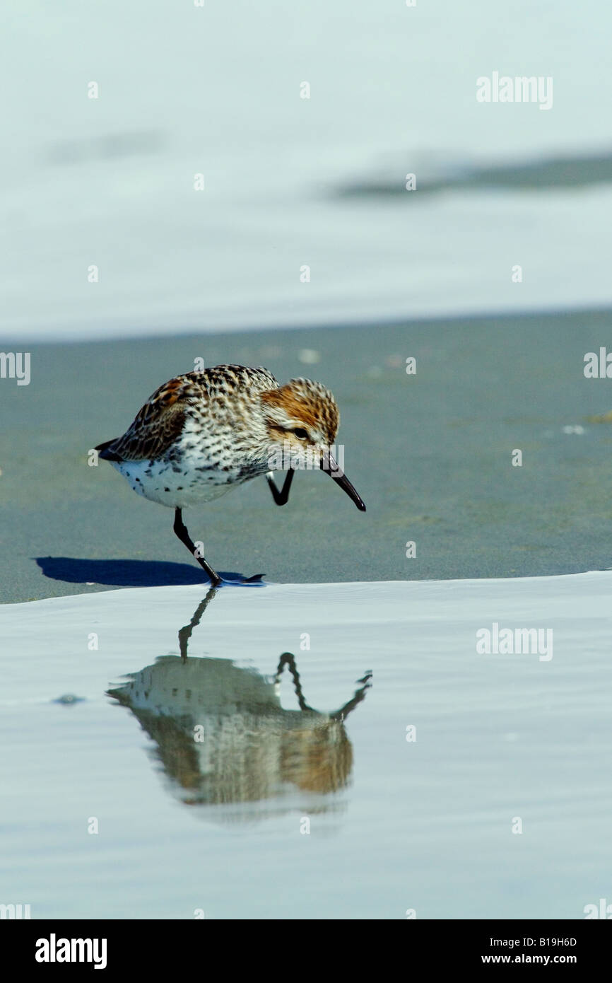 USA, Alaska, Copper River Delta. Western Strandläufer (Calidris Mauri) und Alpenstrandläufer (Calidris Alpina), im Frühjahr. Stockfoto