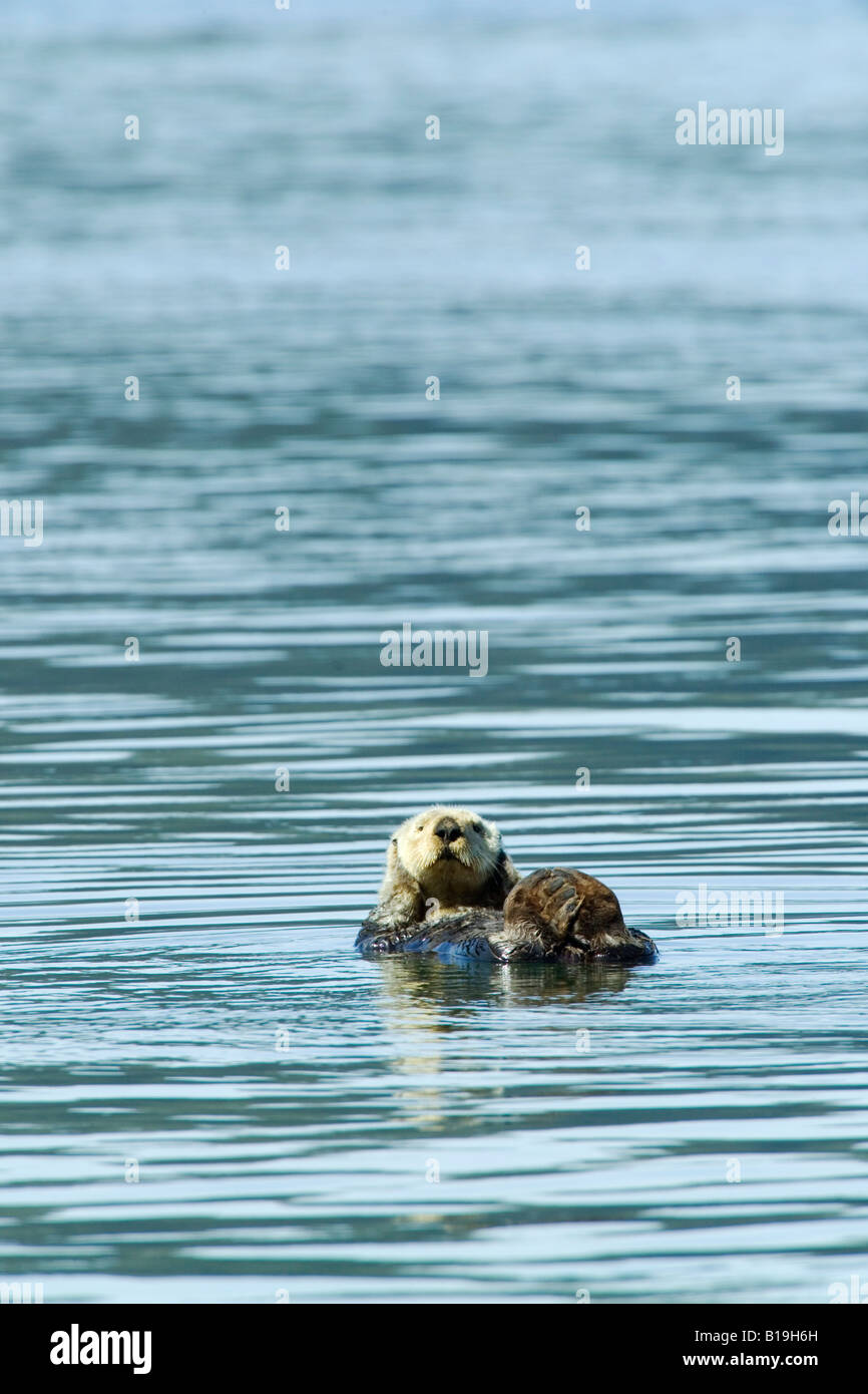 USA, Alaska, Copper River Delta. Seeotter (Enhydra Lutris) in der Orca-Bucht in der Nähe von Cordova. Stockfoto