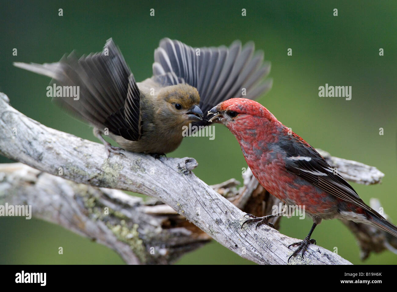 USA, Alaska. Eine männliche Kiefer Grosbeak (Pinicola Enucleator) speist eine unreifen Nachkommen in die Alaska Range. Stockfoto