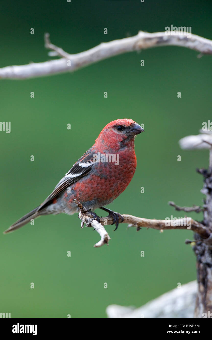 USA, Alaska. Männliche Kiefer Grosbeak (Pinicola Enucleator) auf einem weißen Fichte Zweig in der Alaska Range of Alaska. Stockfoto