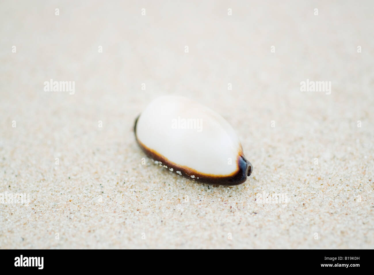 Kauri-Muschel (Cypraeidae), Nahaufnahme Stockfoto