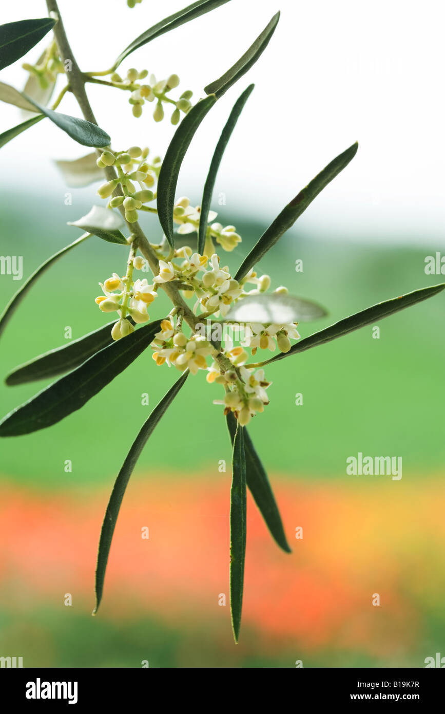 Blühender Olivenzweig, close-up Stockfoto