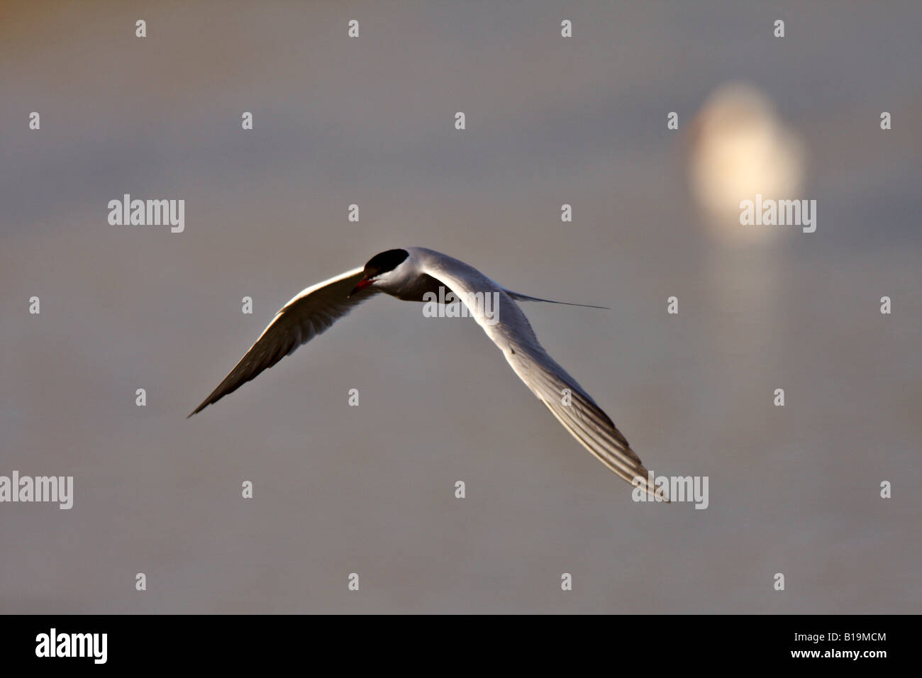 Forster s Tern im Flug Stockfoto