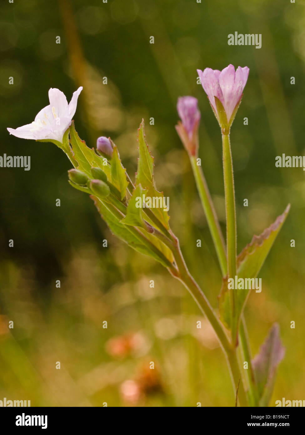 Breite Leaved Weidenröschen Epilobium Montanum (Onograceae) Stockfoto