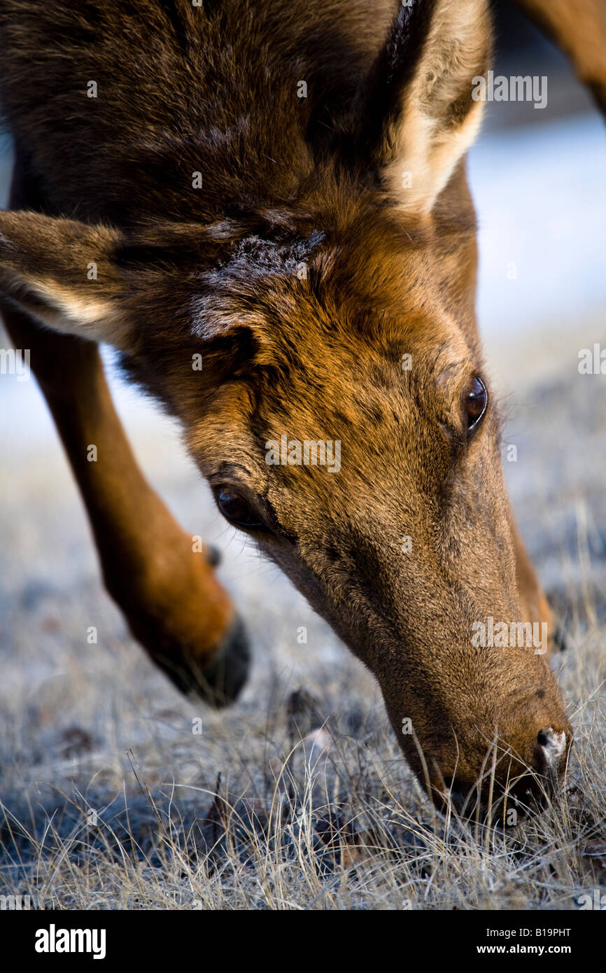 Elche (Cervus Canadensis) Stockfoto