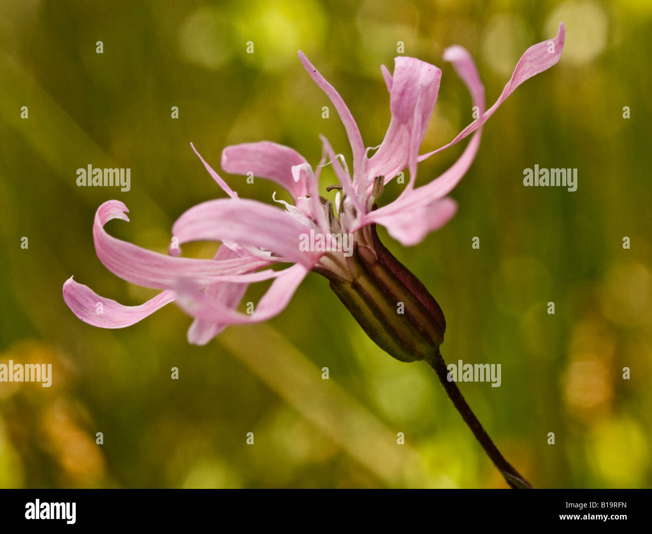 Ragged Robin Lychnis Flos-Cuculi (Caryophyllaceae) Stockfoto