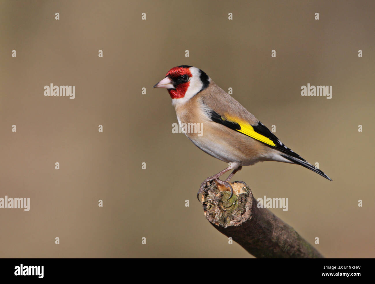 Stieglitz Carduelis Carduelis thront auf Zweig in der Wintersonne Stockfoto