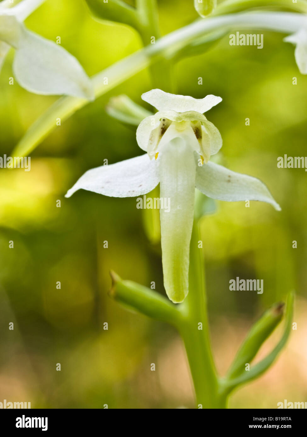 Größere Schmetterling Orchidee Platanthera Chlorantha (Orchidaceae) Stockfoto