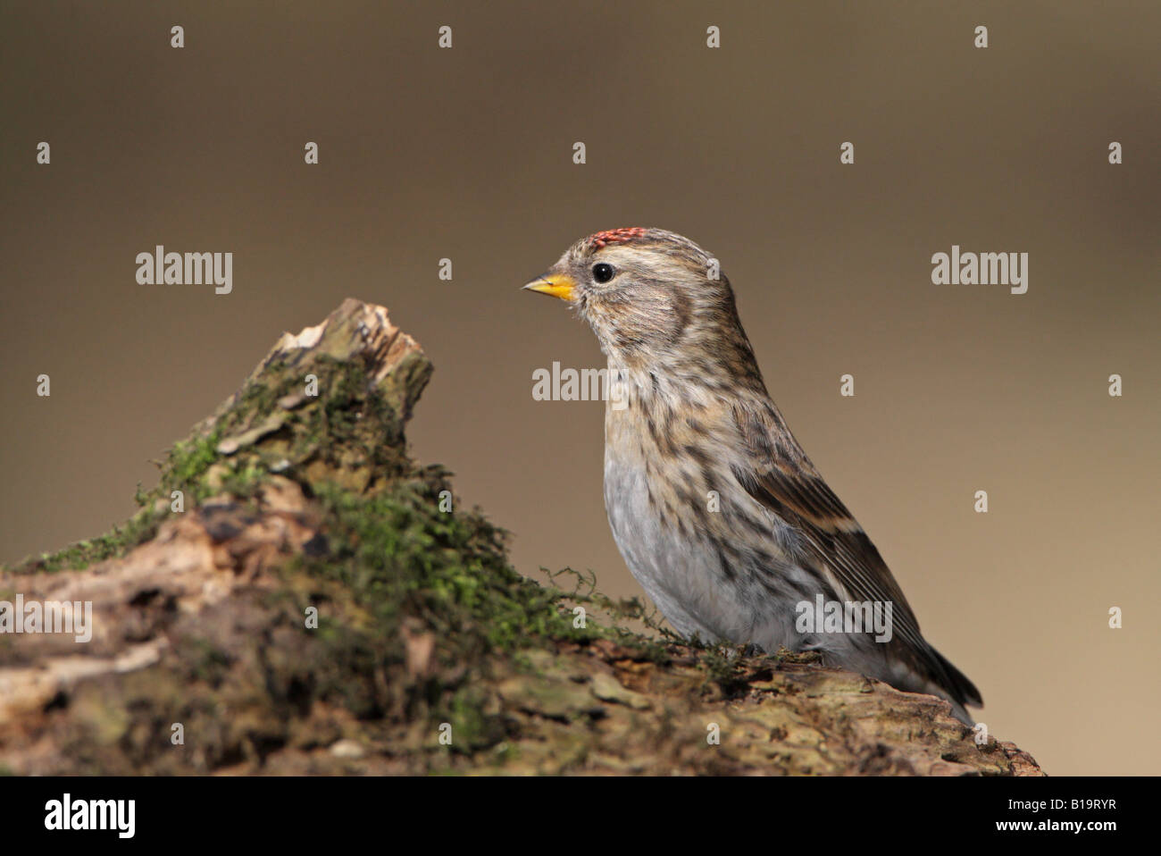 Geringerer Redpoll Zuchtjahr Kabarett gehockt Moos bedeckt Zweig winter Stockfoto