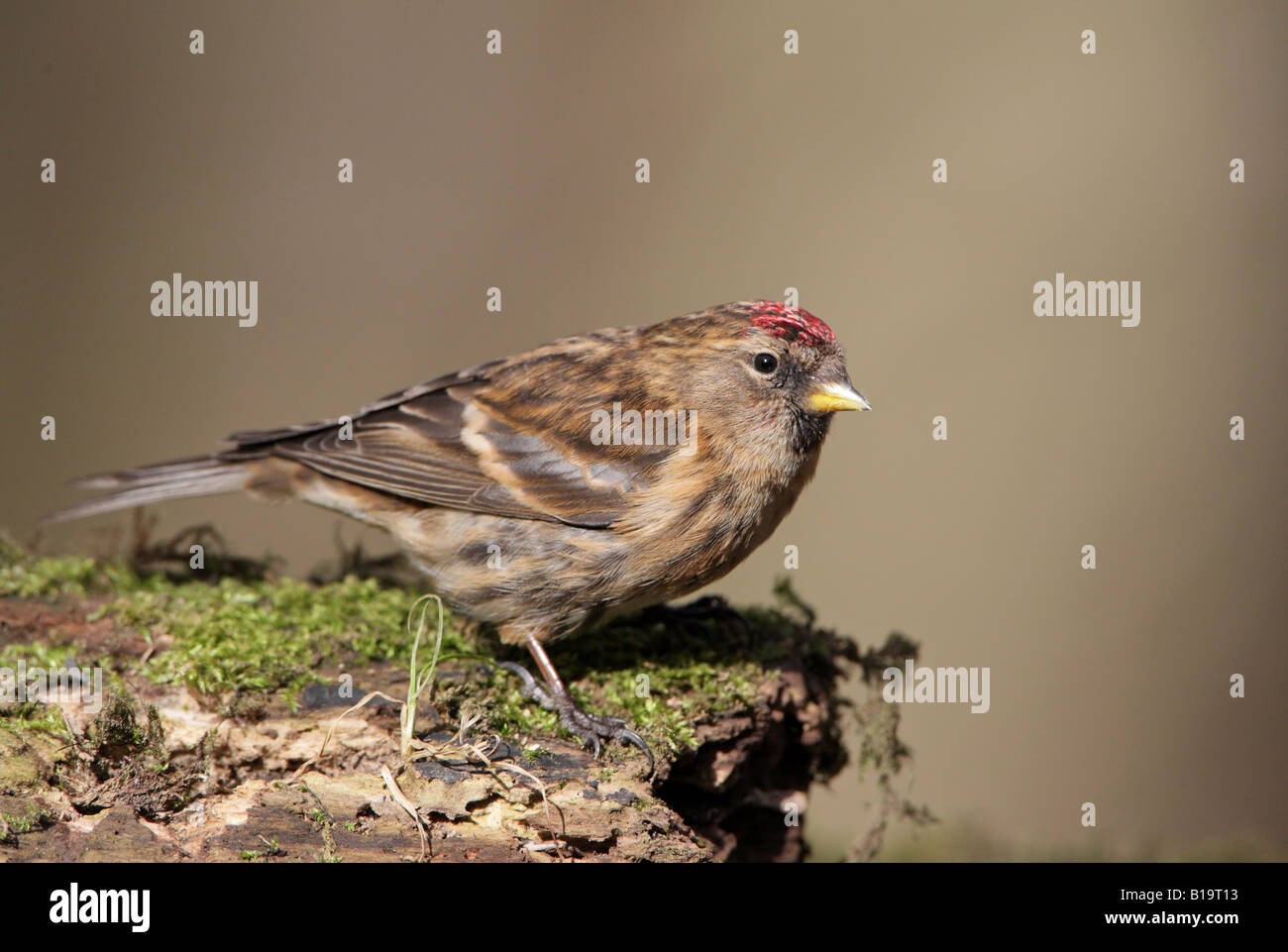 Geringerer Redpoll Zuchtjahr Kabarett gehockt Moos bedeckt Zweig winter Stockfoto