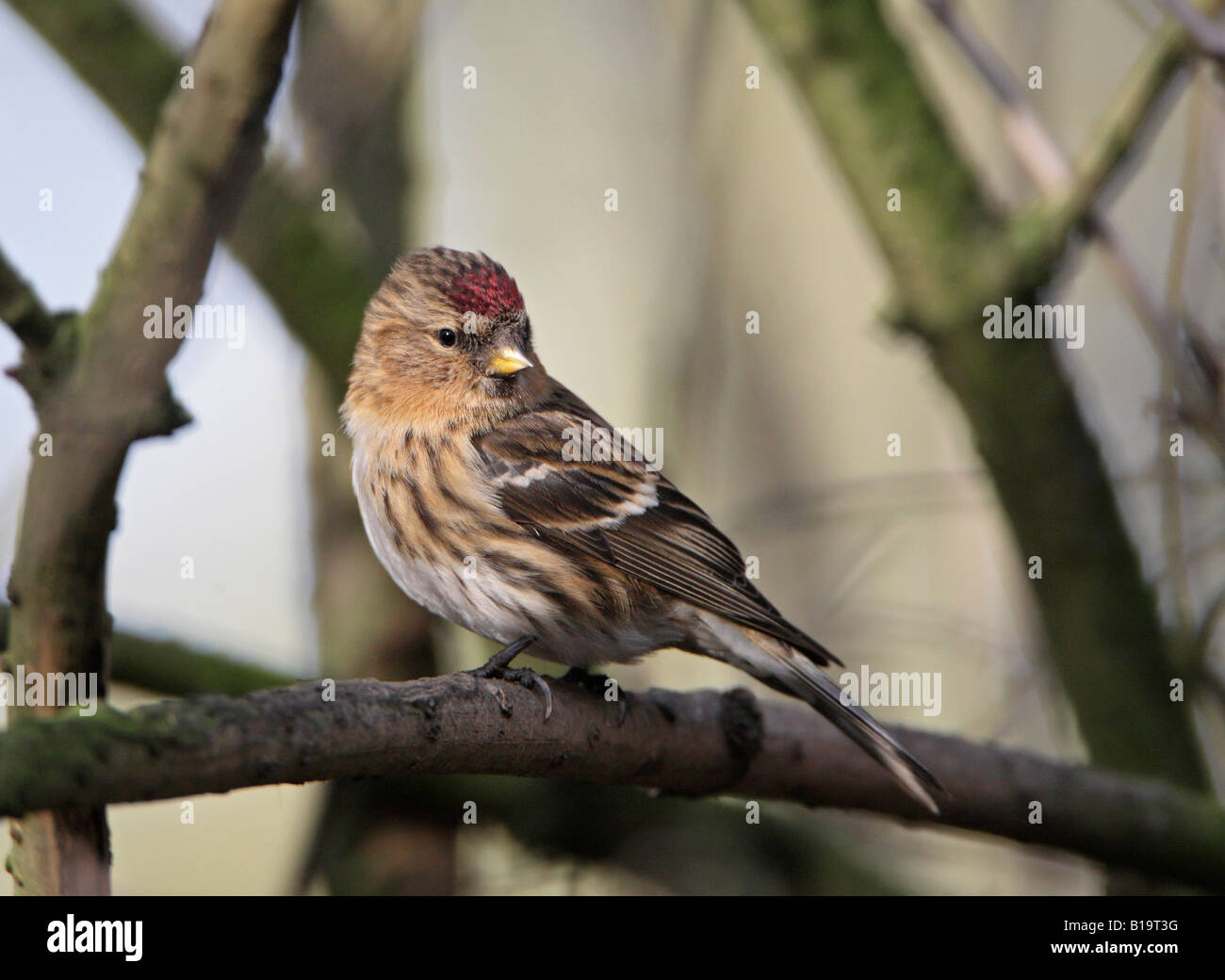 Geringerer Redpoll Zuchtjahr Kabarett thront im Baum im winter Stockfoto