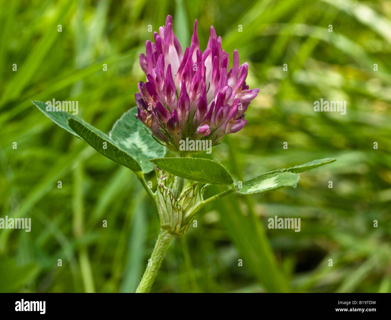 Rotklee Trifolium Pratense (Fabaceae) Stockfoto