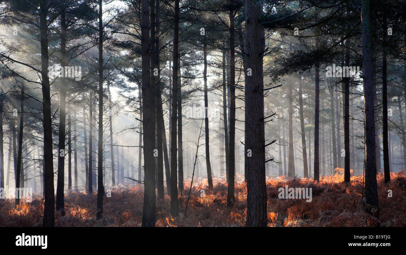 Nebligen Herbst Szene in eine neue Gesamtstruktur Kiefer Holz Hampshire England Stockfoto