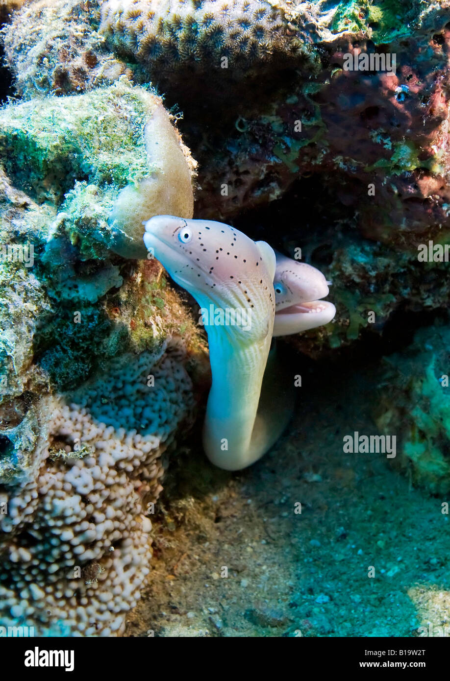 Dieses paar gespickt Muränen peer aus ihrer Heimat in der Nähe von Hurghada im Roten Meer Korallenriff. Stockfoto