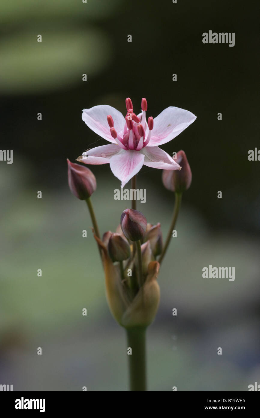 Rush, Butomus Umbellatus, Blume Blüte Stockfoto