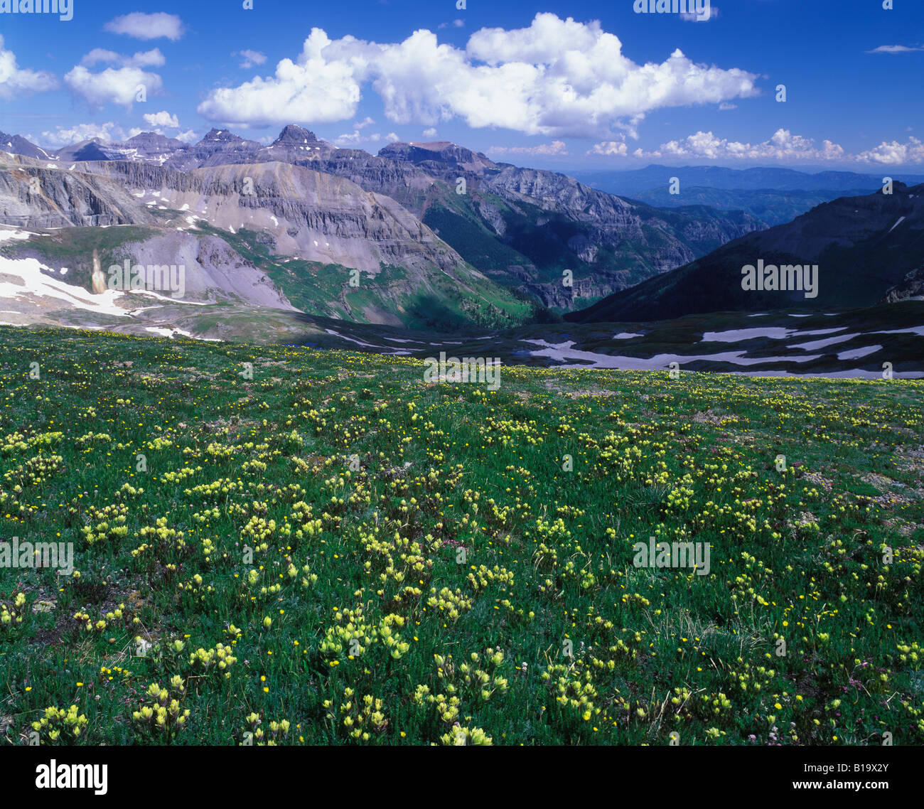 Almwiese mit westlichen gelben Pinsel am Imogene Pass an 13 114 ft Mt Sneffels Wildnis Colorado bedeckt Stockfoto