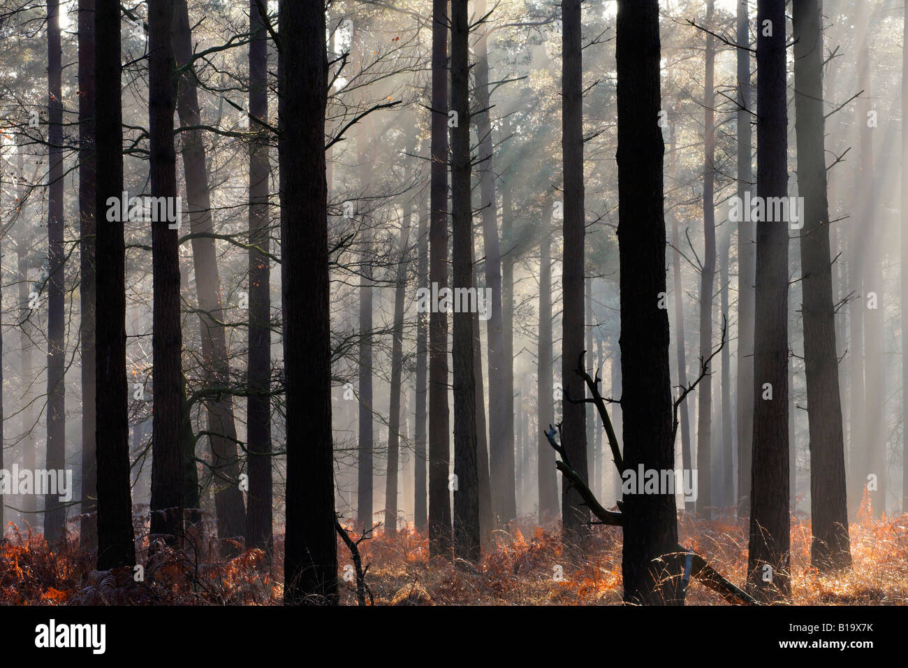 Nebligen Herbst Szene in eine neue Gesamtstruktur Kiefer Holz Hampshire England Stockfoto