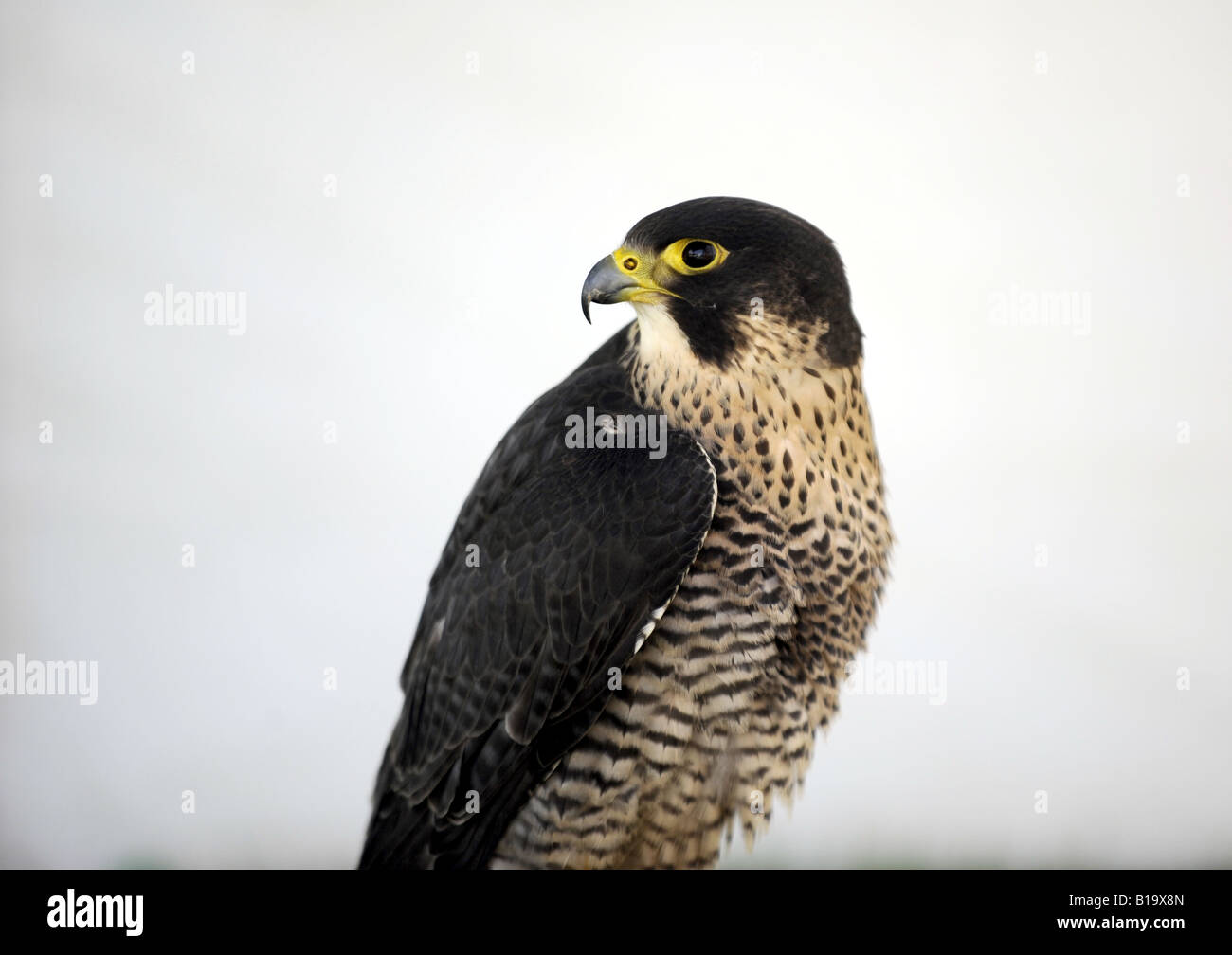 Eine Wanderfalke - falco peregrinus - UK Vögel unter Beute Stockfoto