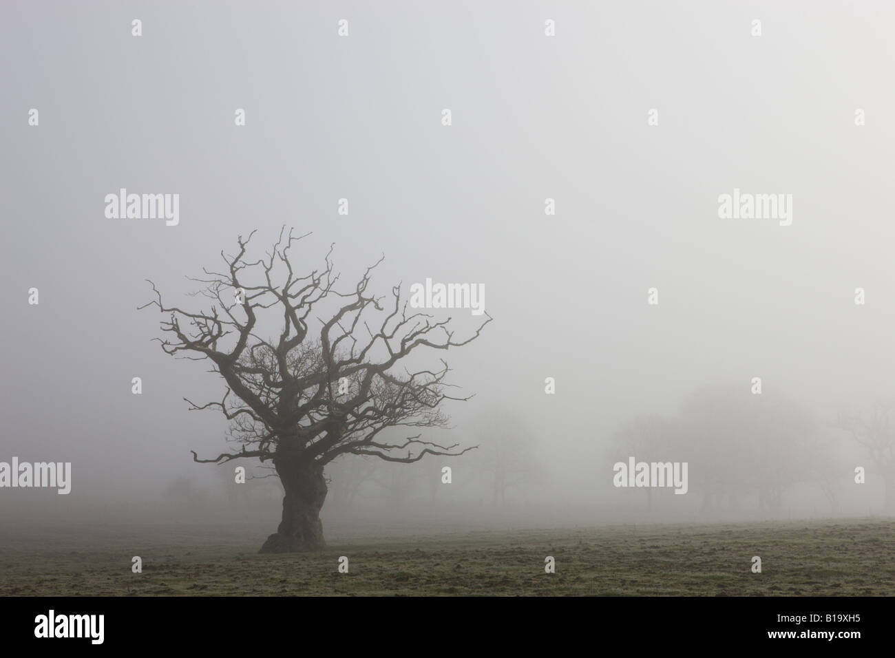 Misty Felder im ländlichen Mitte Devon in der Nähe von Winkleigh Devon England Stockfoto