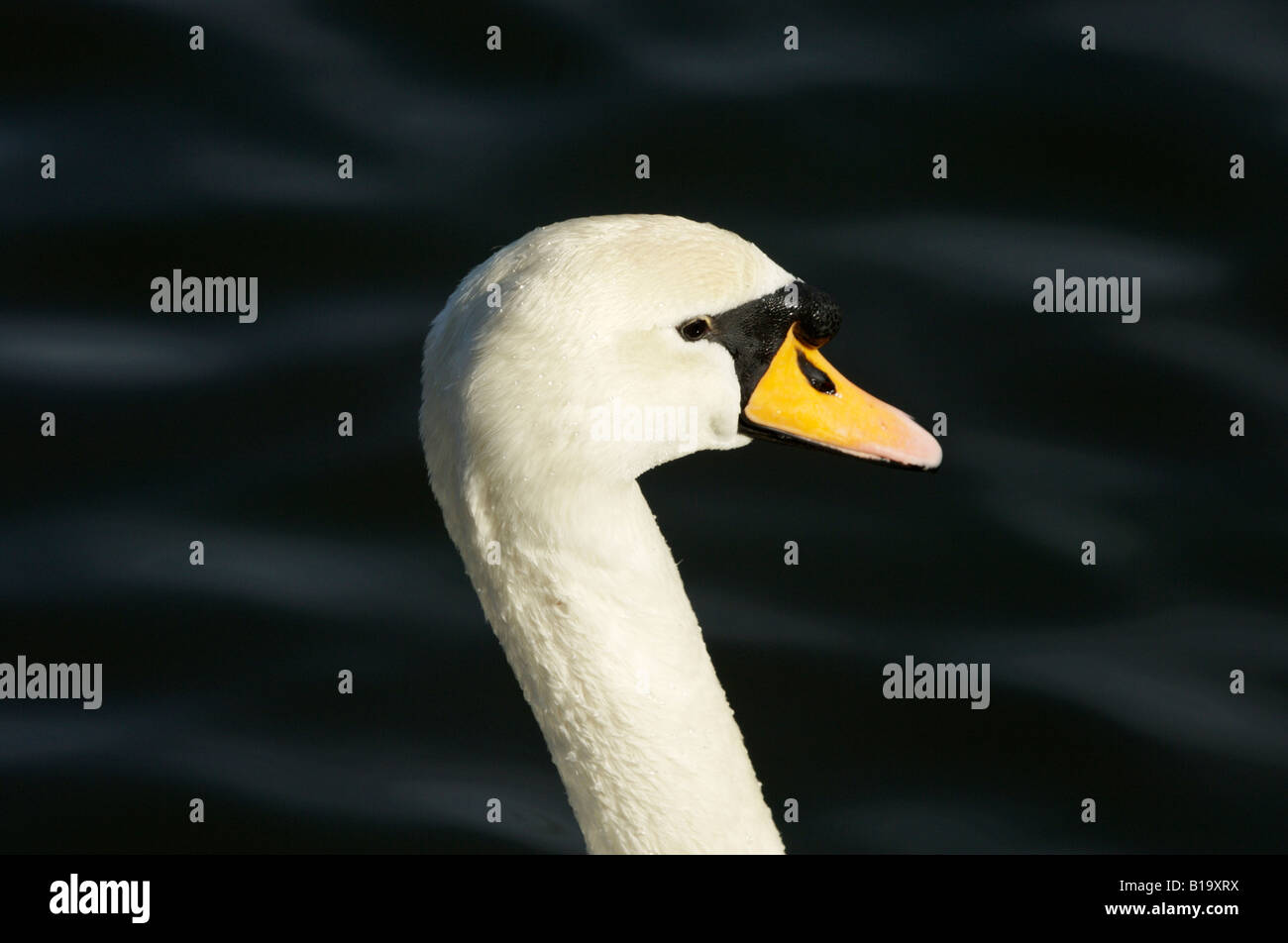 Swan Stockfoto