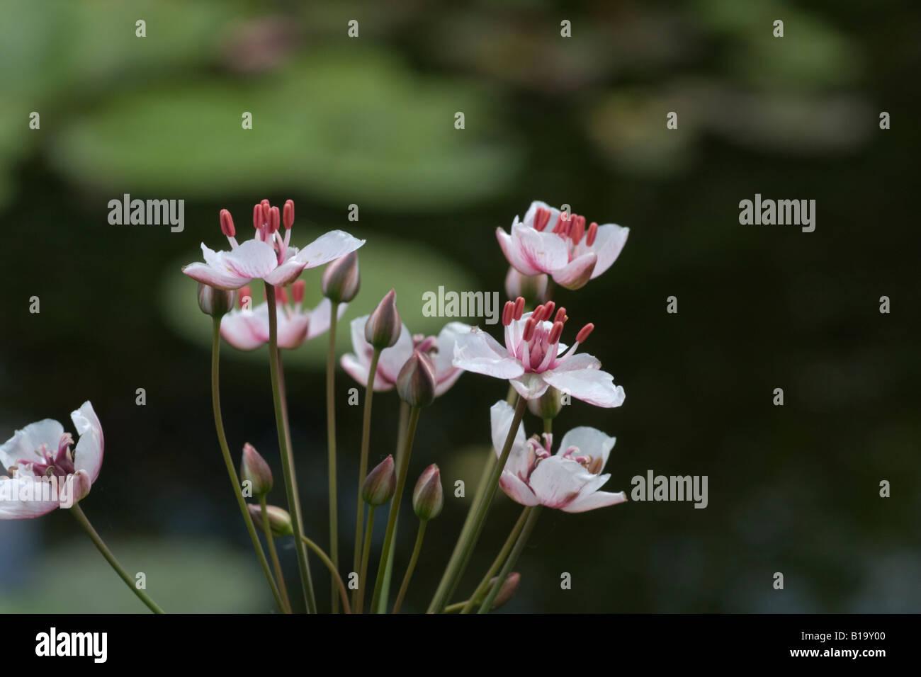 Rush, Butomus Umbellatus, Blumen blühen Stockfoto