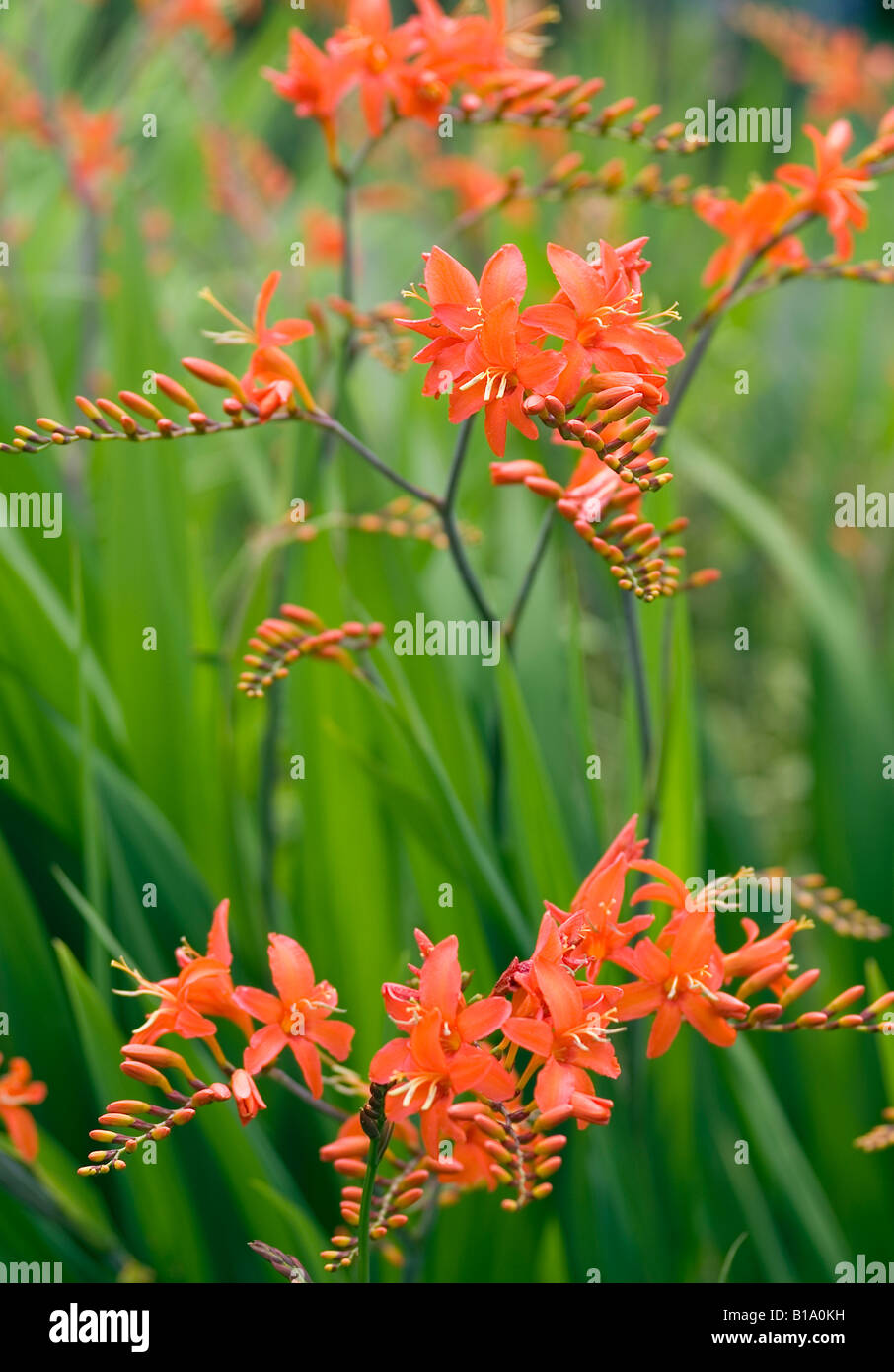 CROCOSMIA ORANGE DEVIL MONTBRETIA Stockfoto
