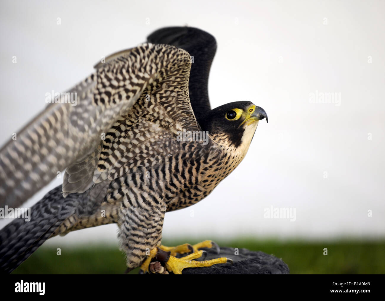 Eine Wanderfalke - falco peregrinus - UK Vögel unter Beute Stockfoto