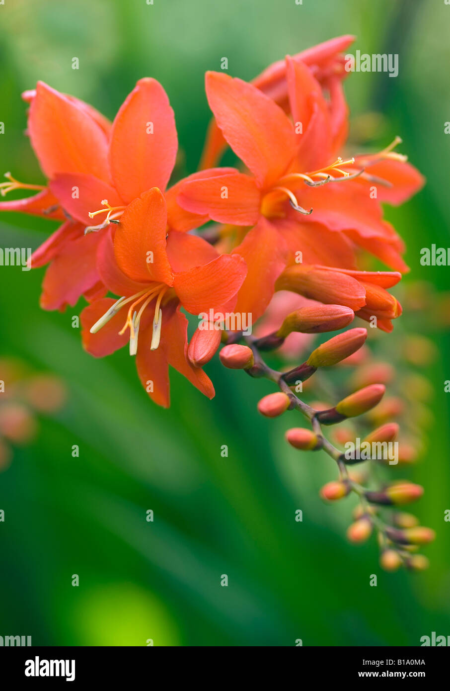 CROCOSMIA ORANGE DEVIL MONTBRETIA Stockfoto