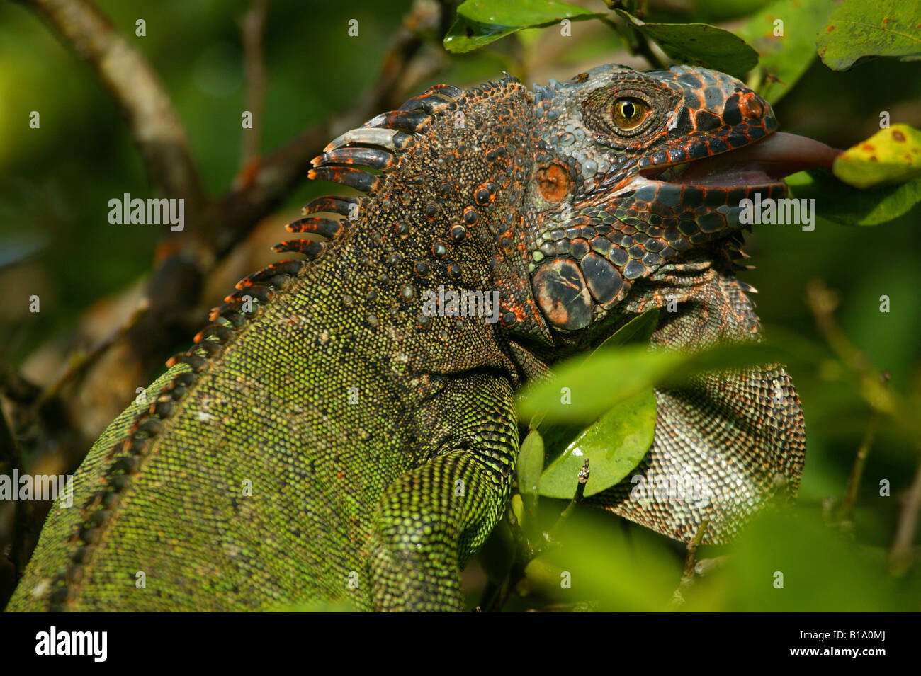 Grüner Leguan, sci.name: Iguana Iguana in Penonome, Cocle Provinz, Republik von Panama. Stockfoto