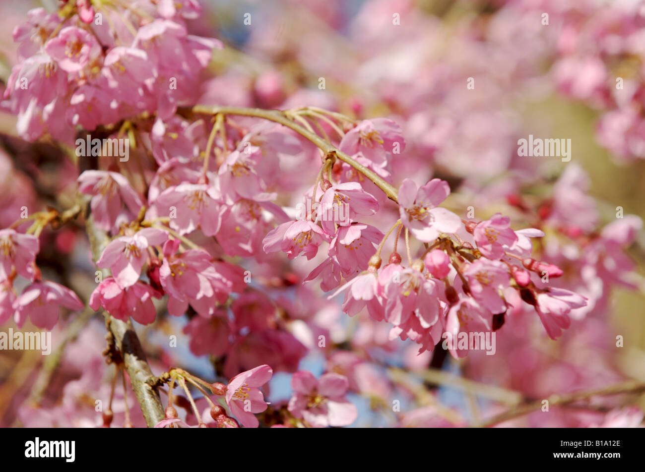 Kirschblüte hautnah Stockfoto