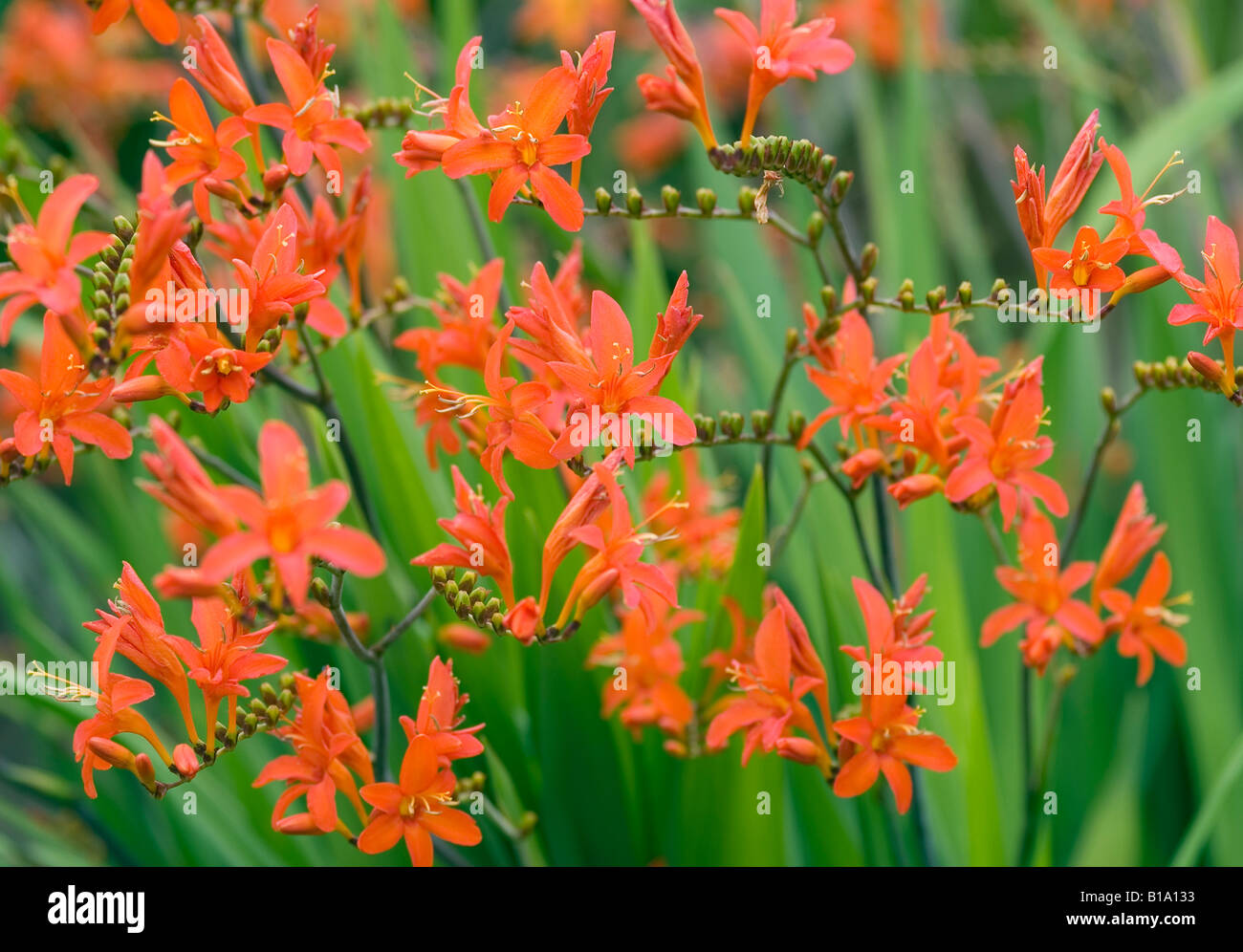 CROCOSMIA ORANGE TEUFEL Stockfoto