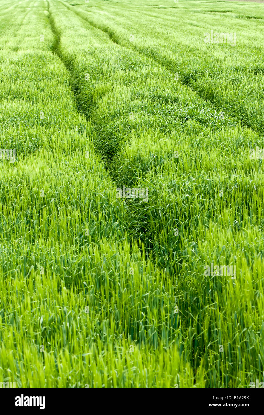 Pfad in einem schönen grünen Weizenfeld Stockfoto