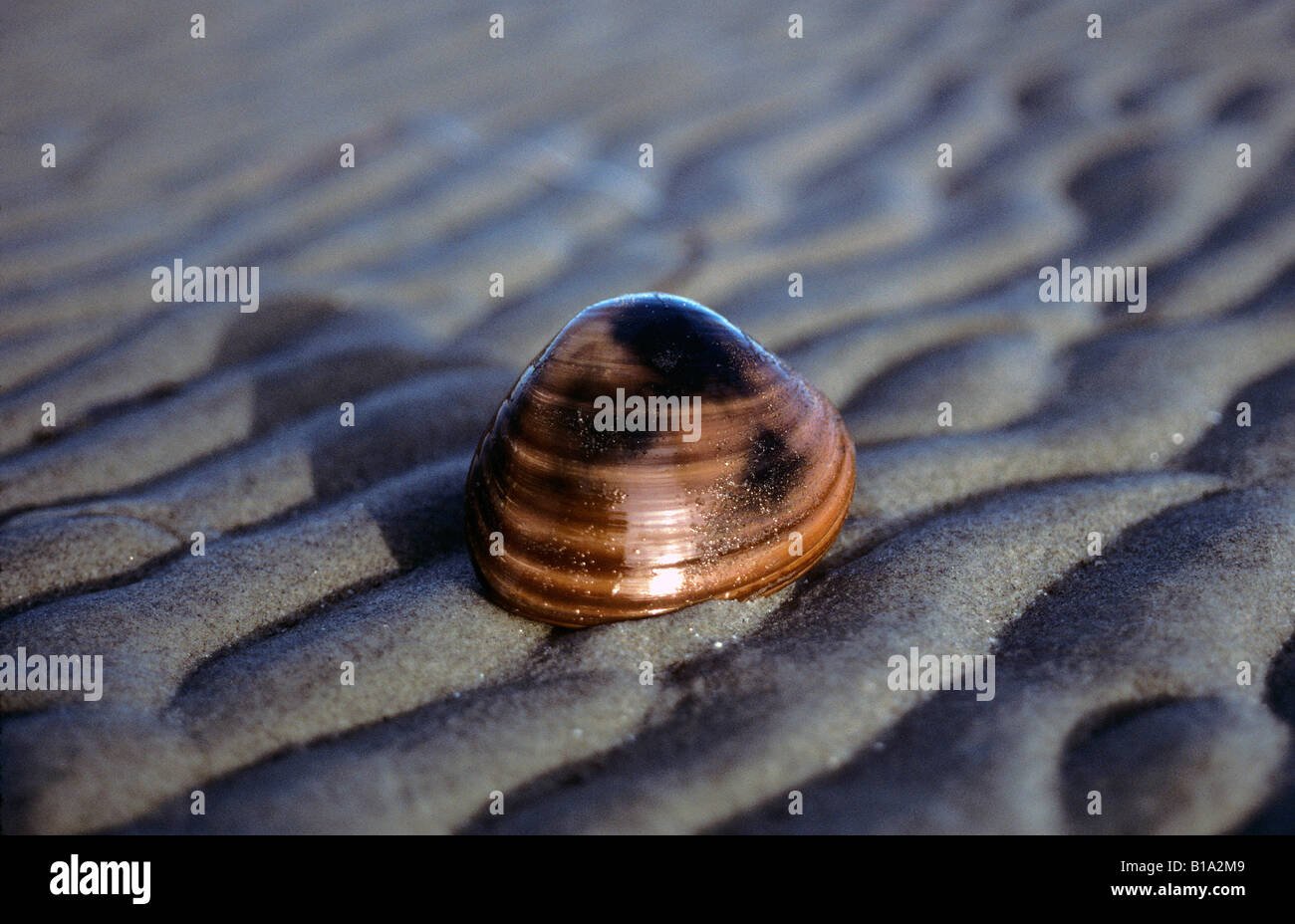 Meer Schneckenhaus am Strand. Braune Turban Schnecke Stockfotografie
