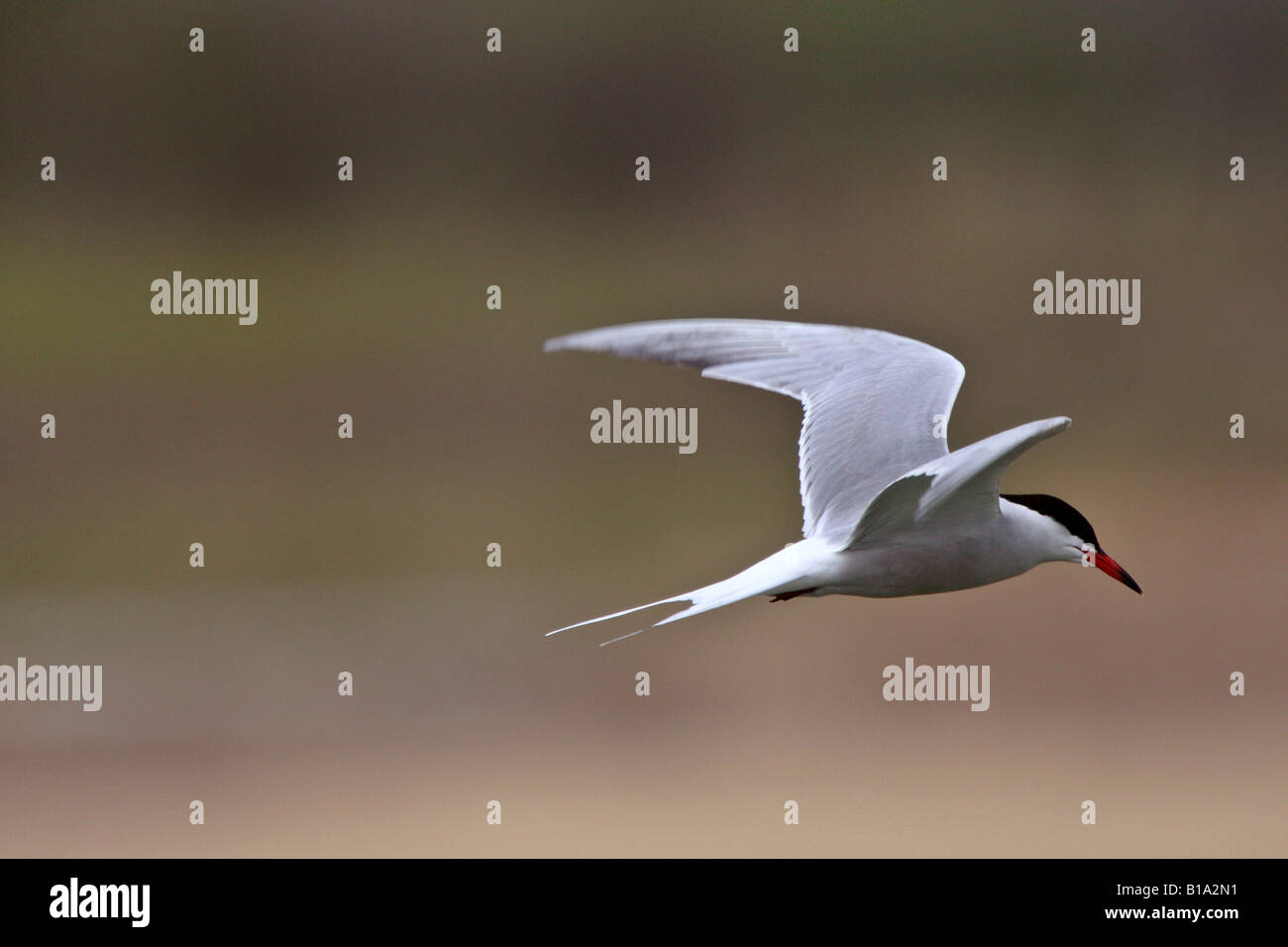 Forster s Tern im Flug Stockfoto