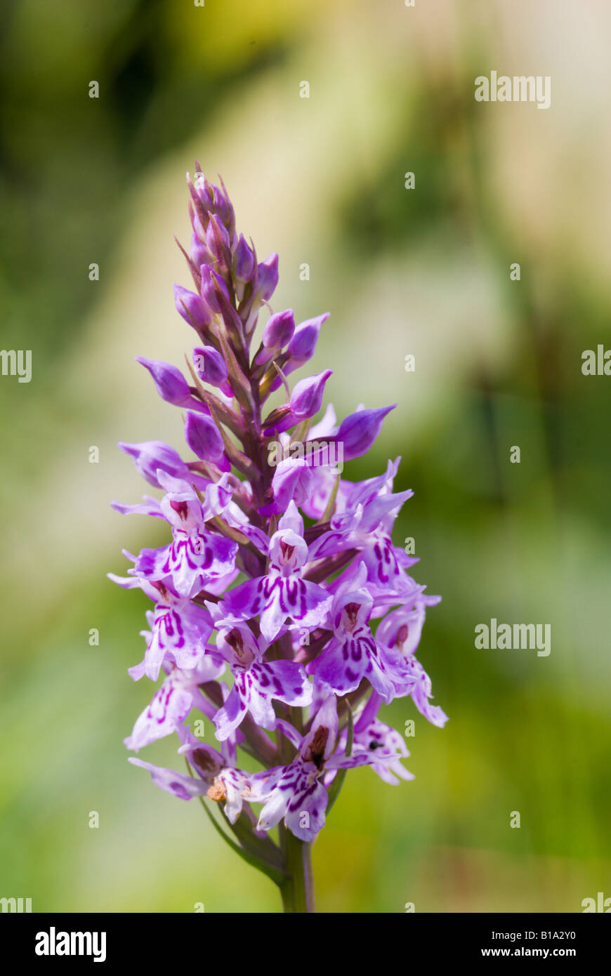 Gemeinsame gefleckte Orchidee Stockfoto