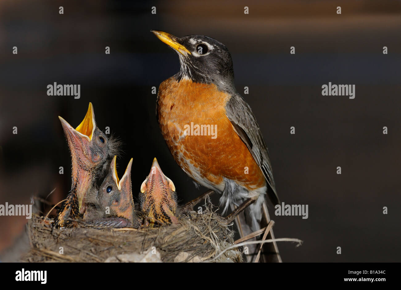 Mutter american Robin wacht über drei Küken bereit für mehr Essen im Nest Stockfoto