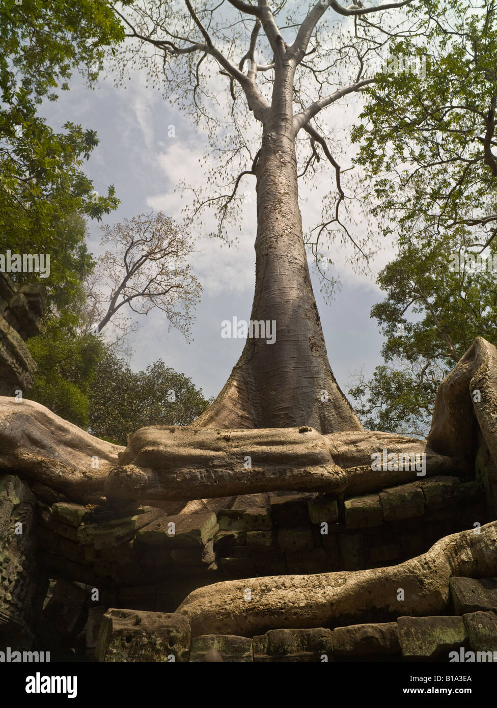 Baum und Vegetation auf Ruinen, Tempel Ta Prohm, Angkor, Kambodscha Stockfoto