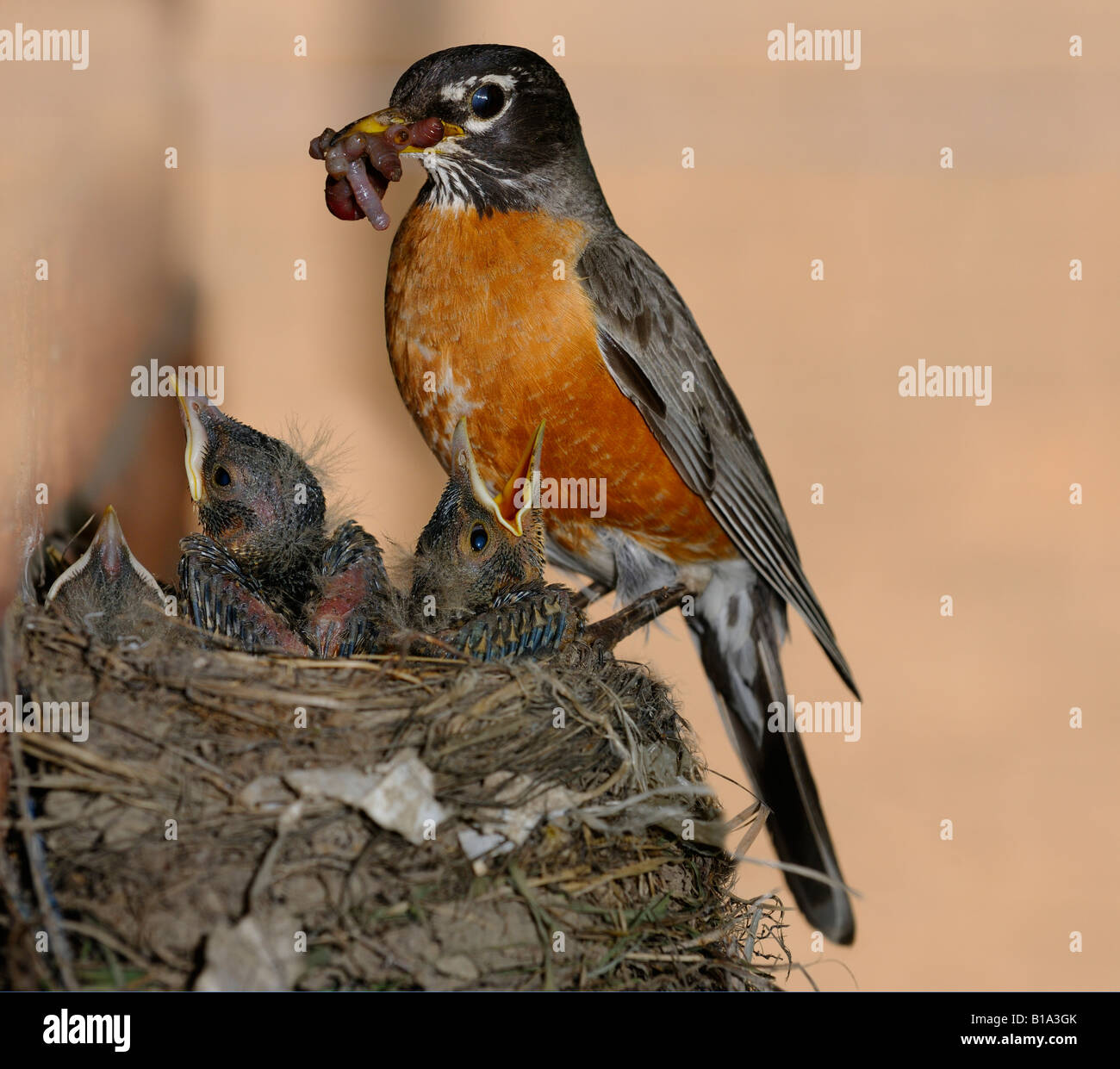 Blinkende Mutter American Robin mit Schnabel voller Würmer für drei junge Küken mit Pin Federn im nest Stockfoto