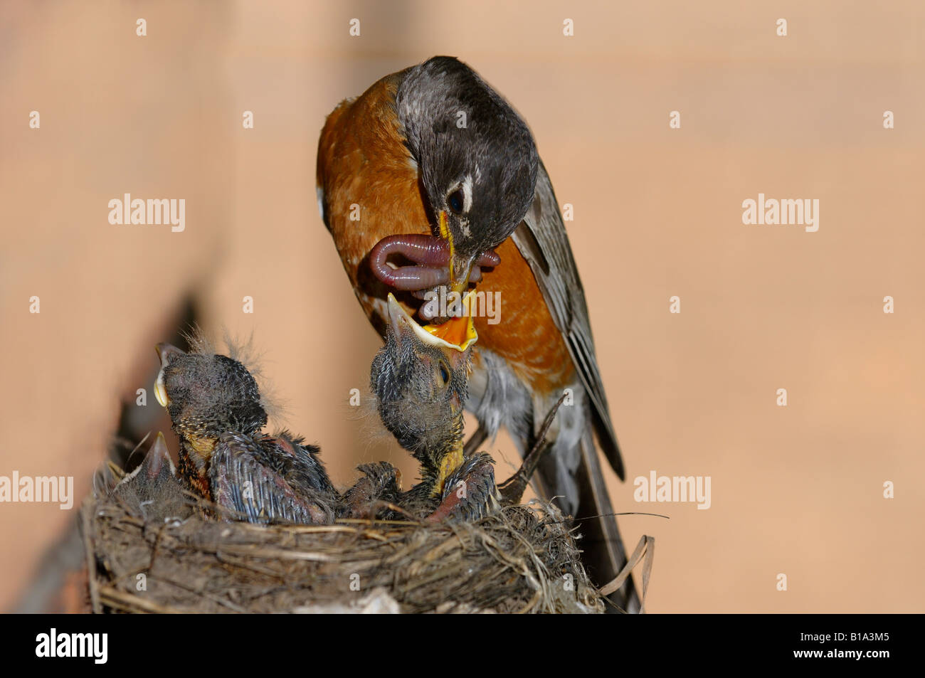 Mutter Robin Fütterung Schnabel voller Würmer, eine junge Küken mit Pin Federn im nest Stockfoto
