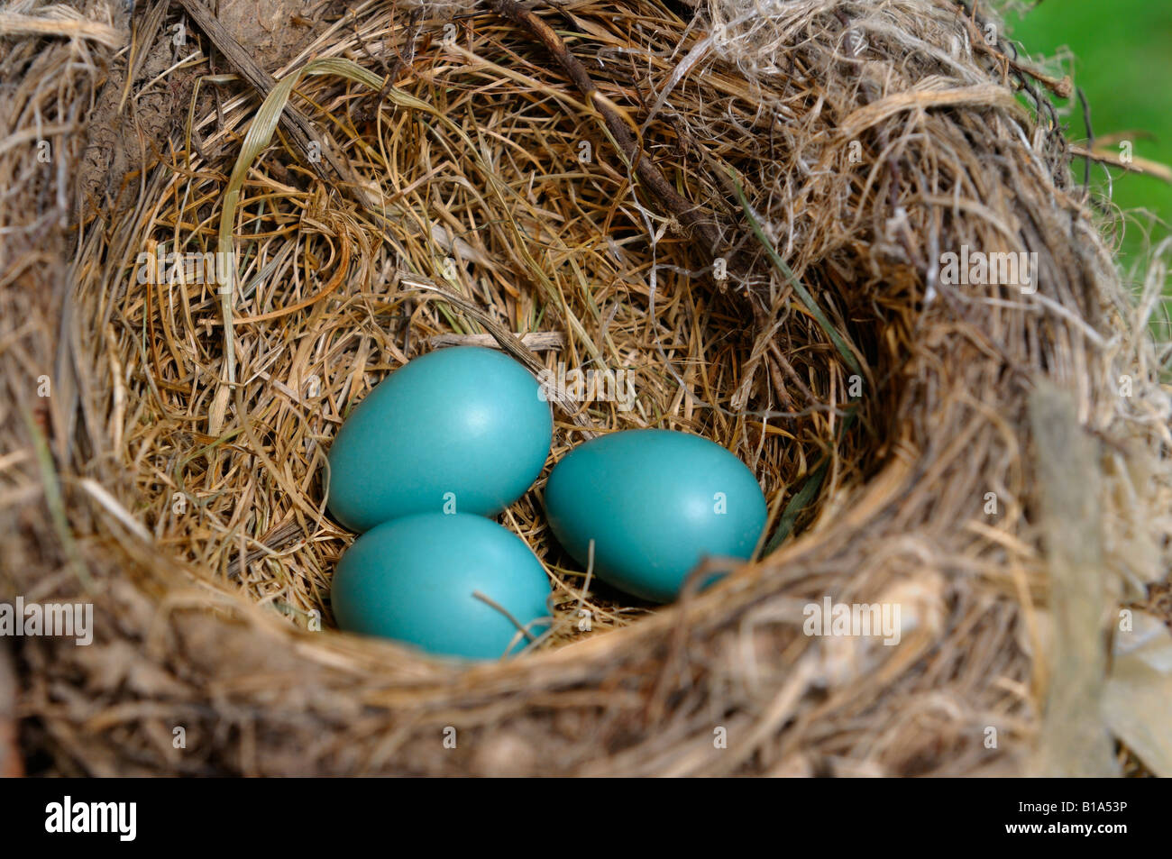 Drei blaue American Robin Eiern liegen in den Vogel im Frühjahr nisten Stockfoto
