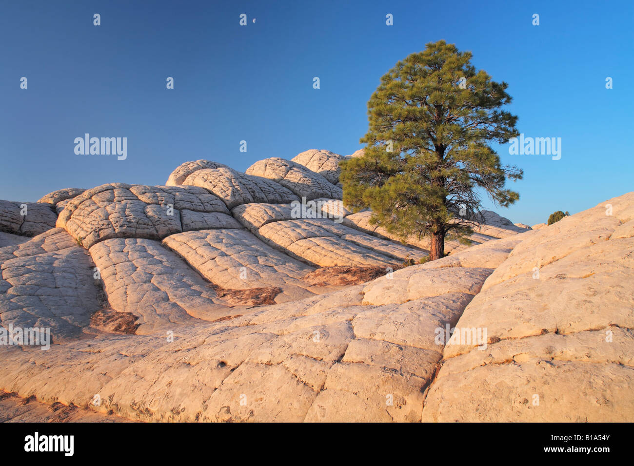 Felsformationen in der White Pocket-Einheit der Vermilion Cliffs National Monument, Arizona Stockfoto