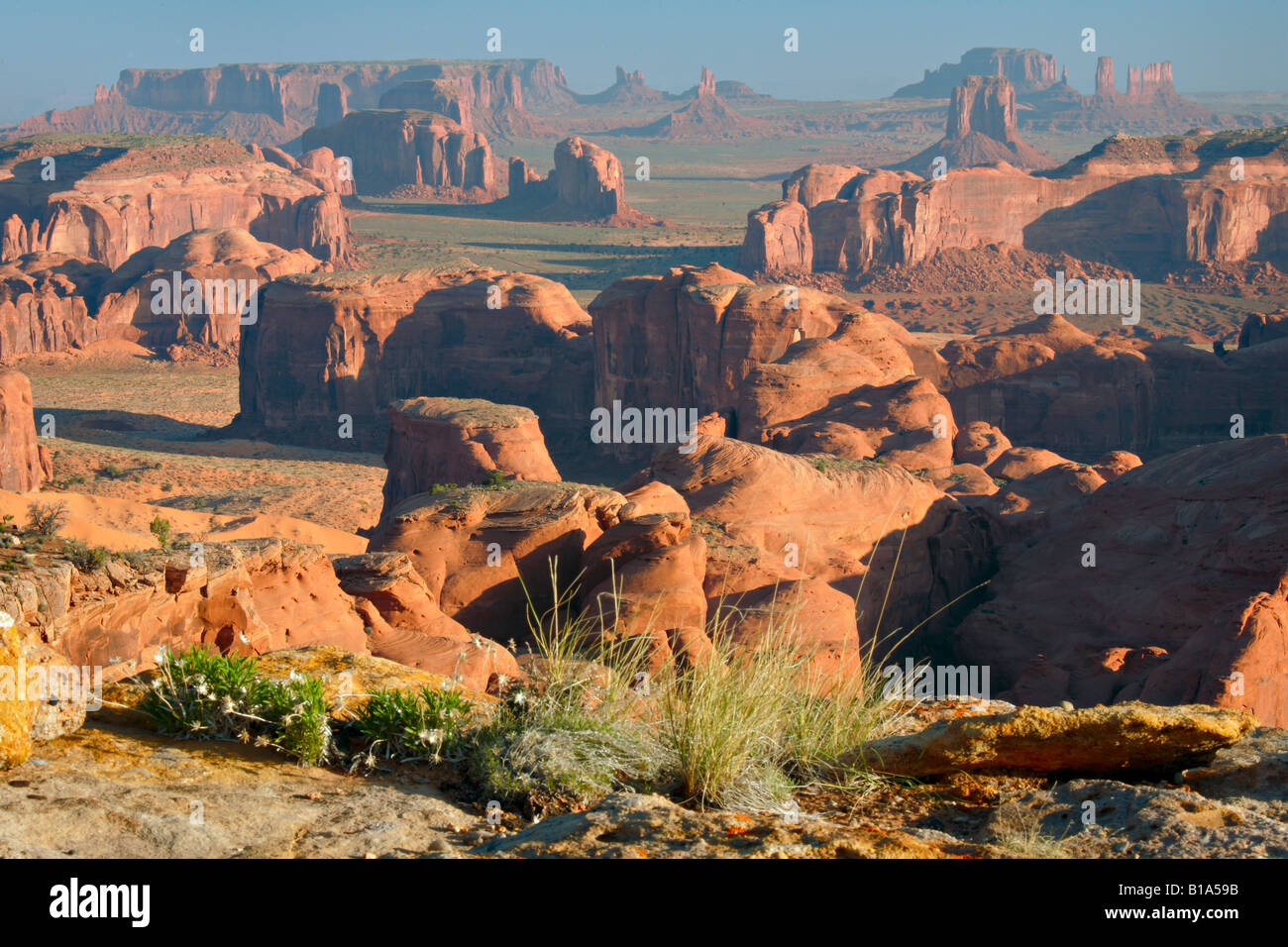 Wildblumen auf Hunts Mesa in Monument Valley AZ Stockfoto