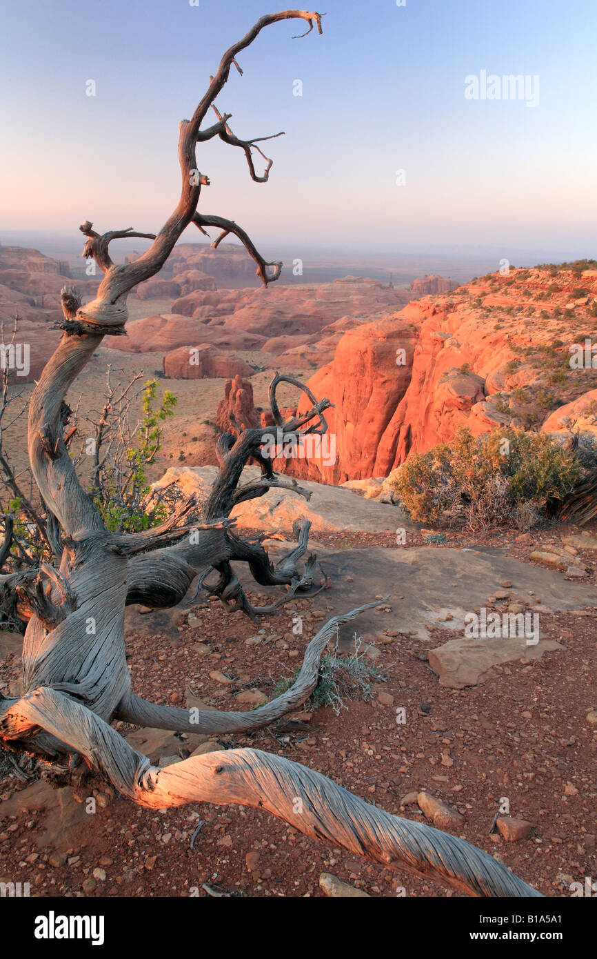 Toter Baum auf Hunts Mesa in Monument Valley in Arizona Stockfoto