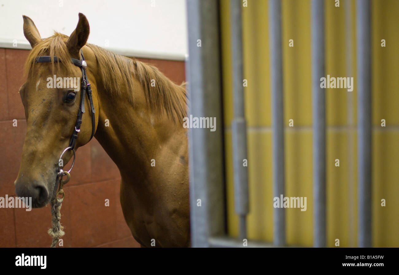 Ein Pferd steht in einem Stall vor eine Akupunktur-Therapie-Sitzung am Sha Tin Racecourse Stockfoto