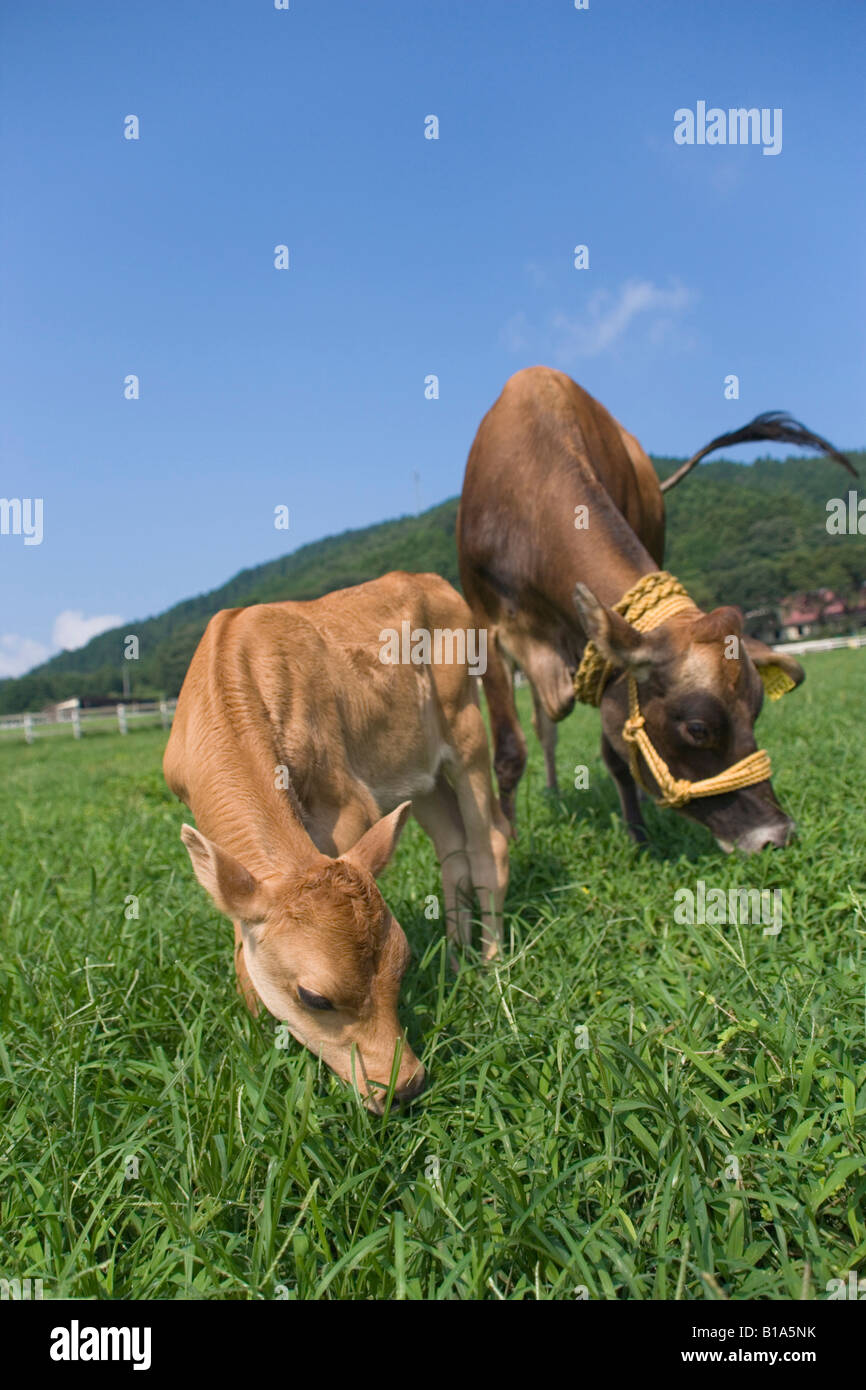 Kuh Essen grass Stockfoto